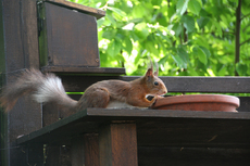 Eichhörnchen-weisser-Streifen_3845.jpg